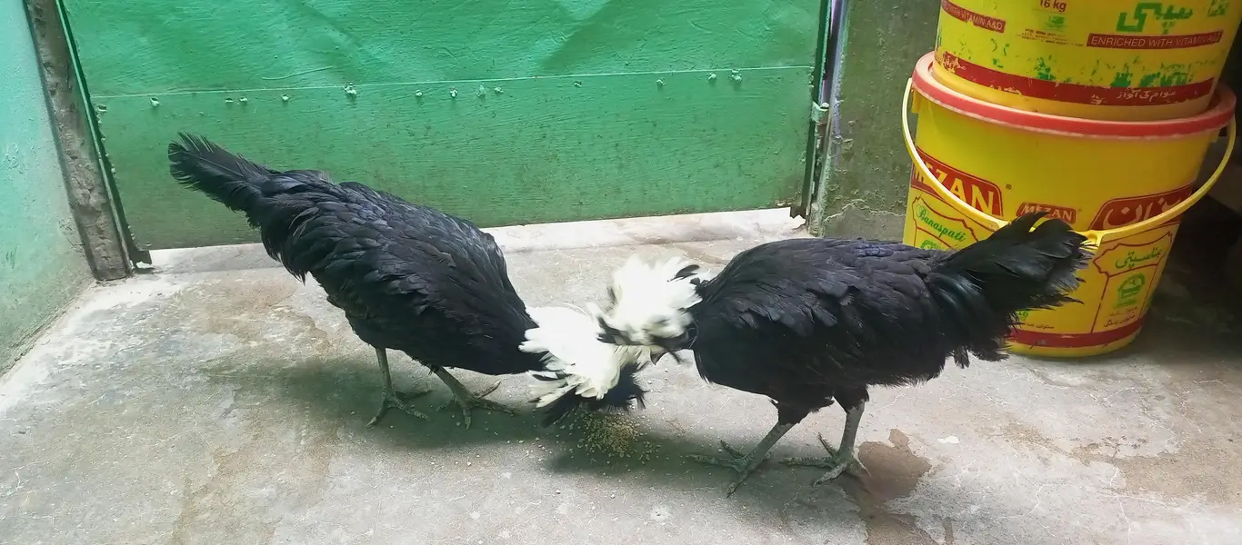 pair of black polish hens — photo 4