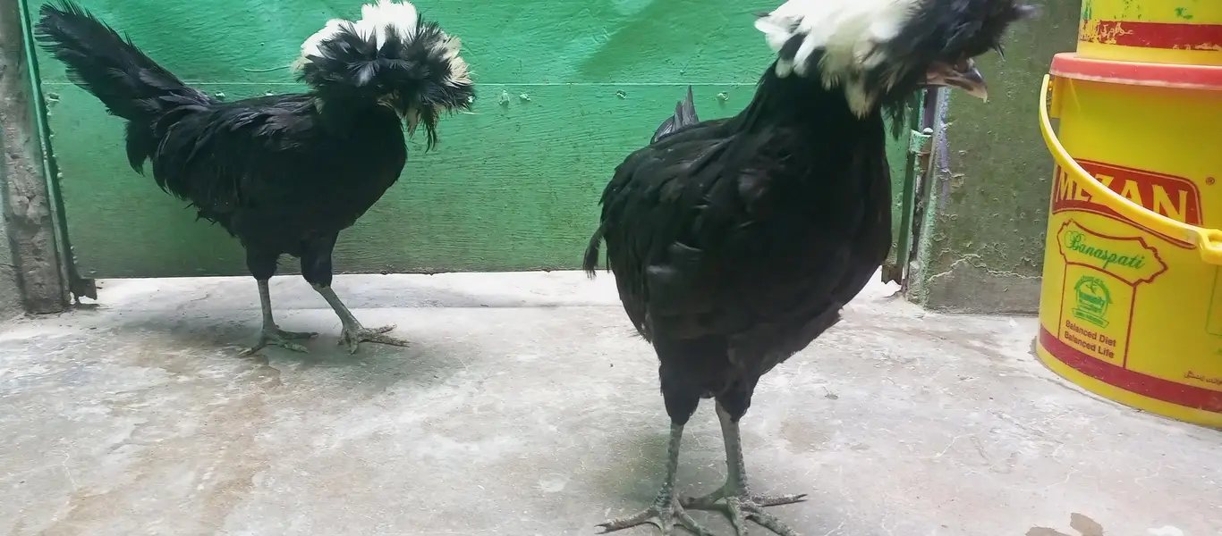 pair of black polish hens — photo 5