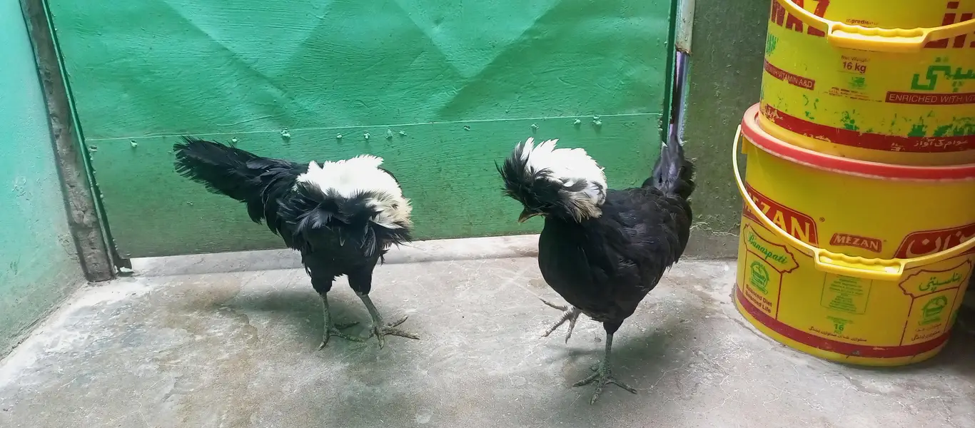 pair of black polish hens — photo 6