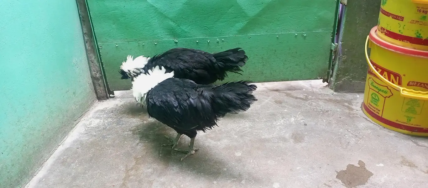 pair of black polish hens — photo 7