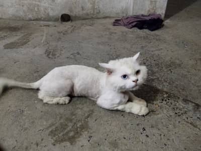 cate m