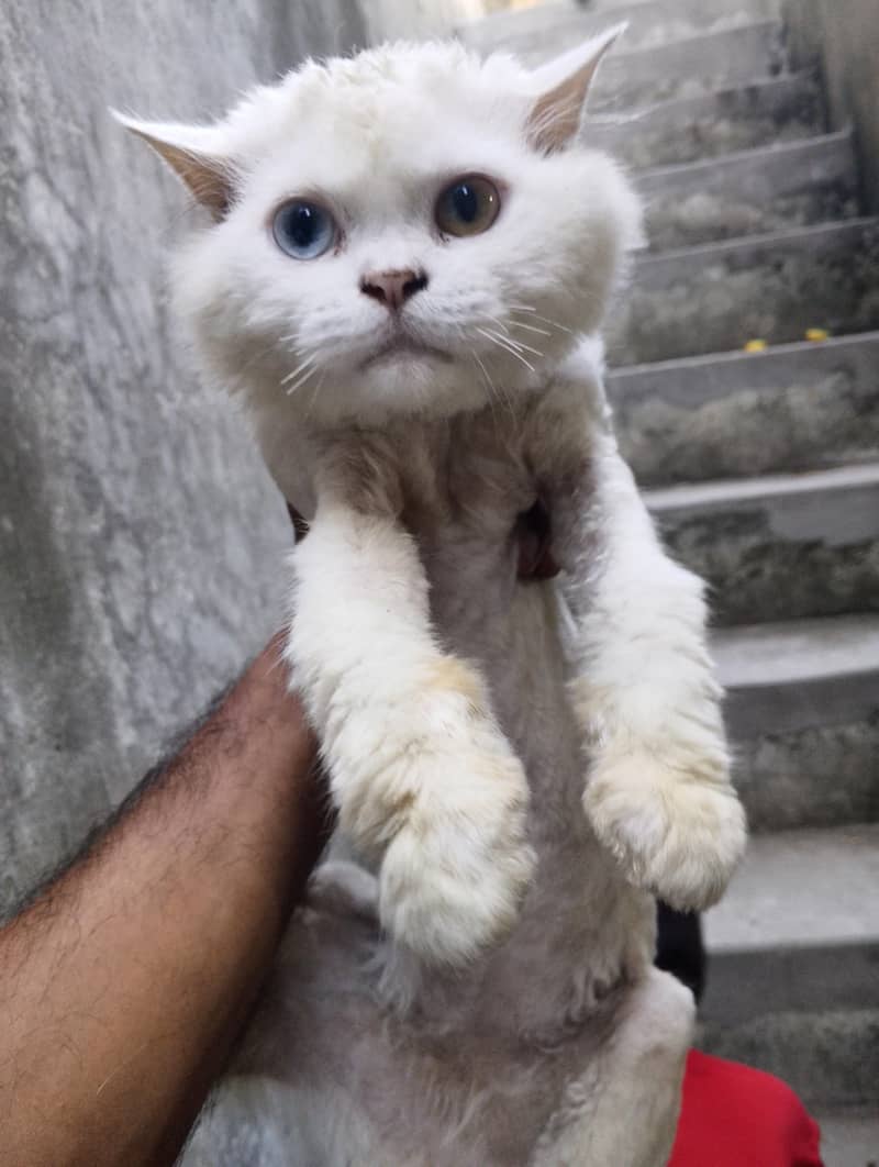 cate m 1