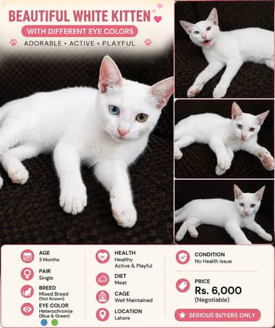 Healthy & Playful Cat for Sale