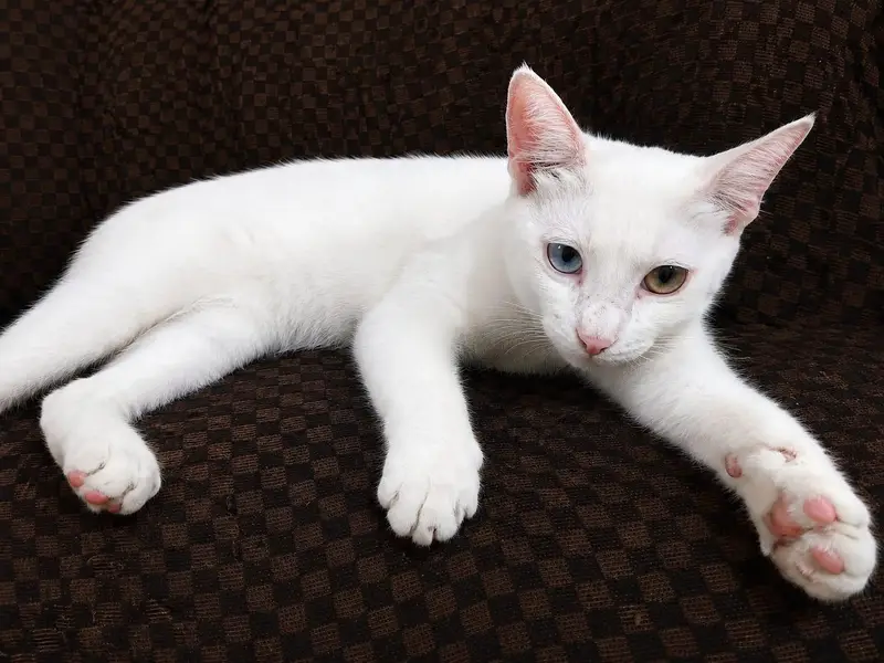 Healthy & Playful Cat for Sale — photo 2