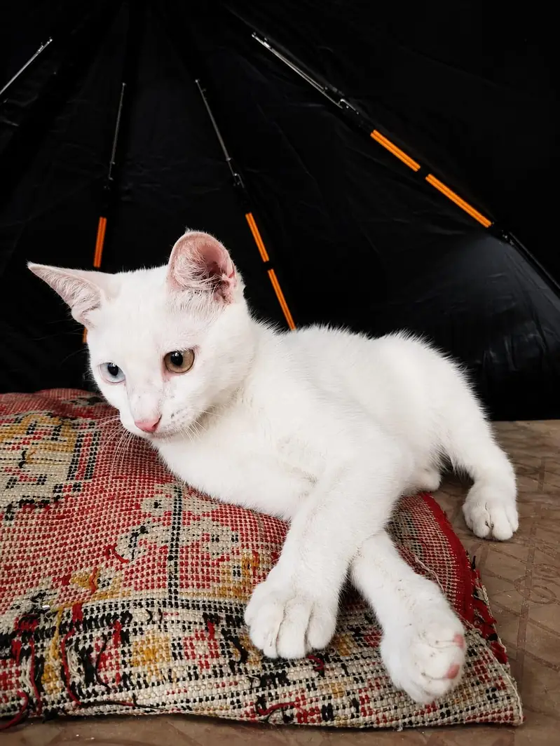 Healthy & Playful Cat for Sale — photo 3