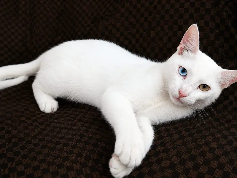 Healthy & Playful Cat for Sale — photo 4