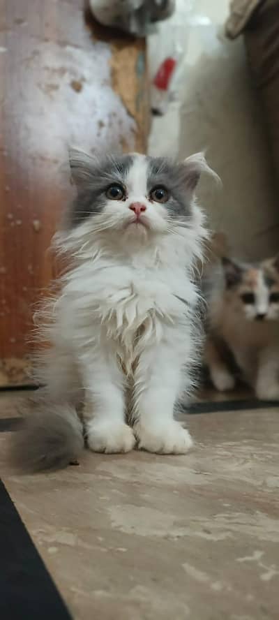 cute kittens for sale