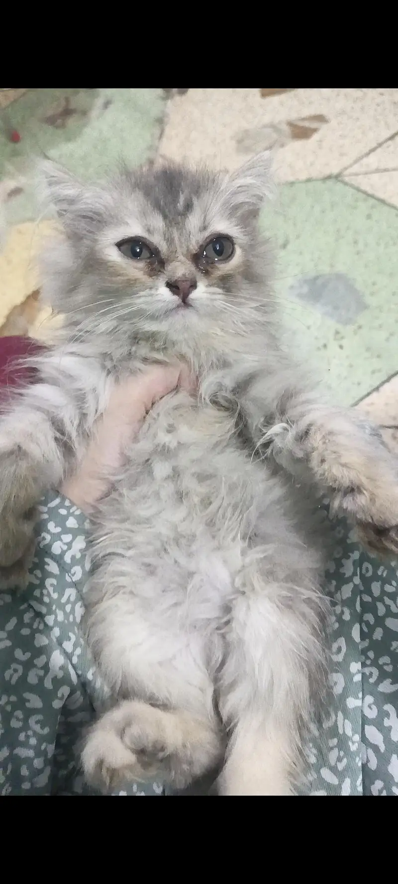 cute kittens for sale — photo 2