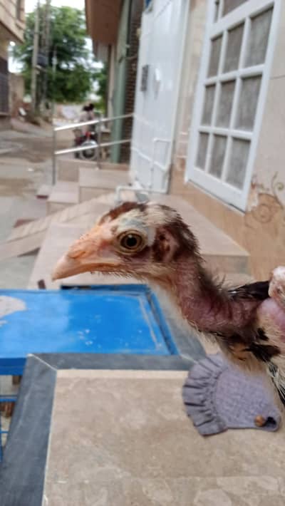 aseel chicks pair