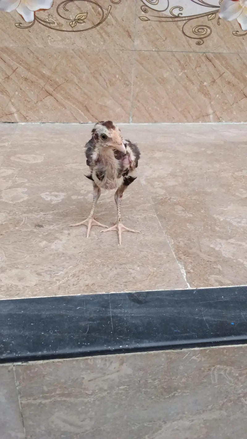 aseel chicks pair — photo 2