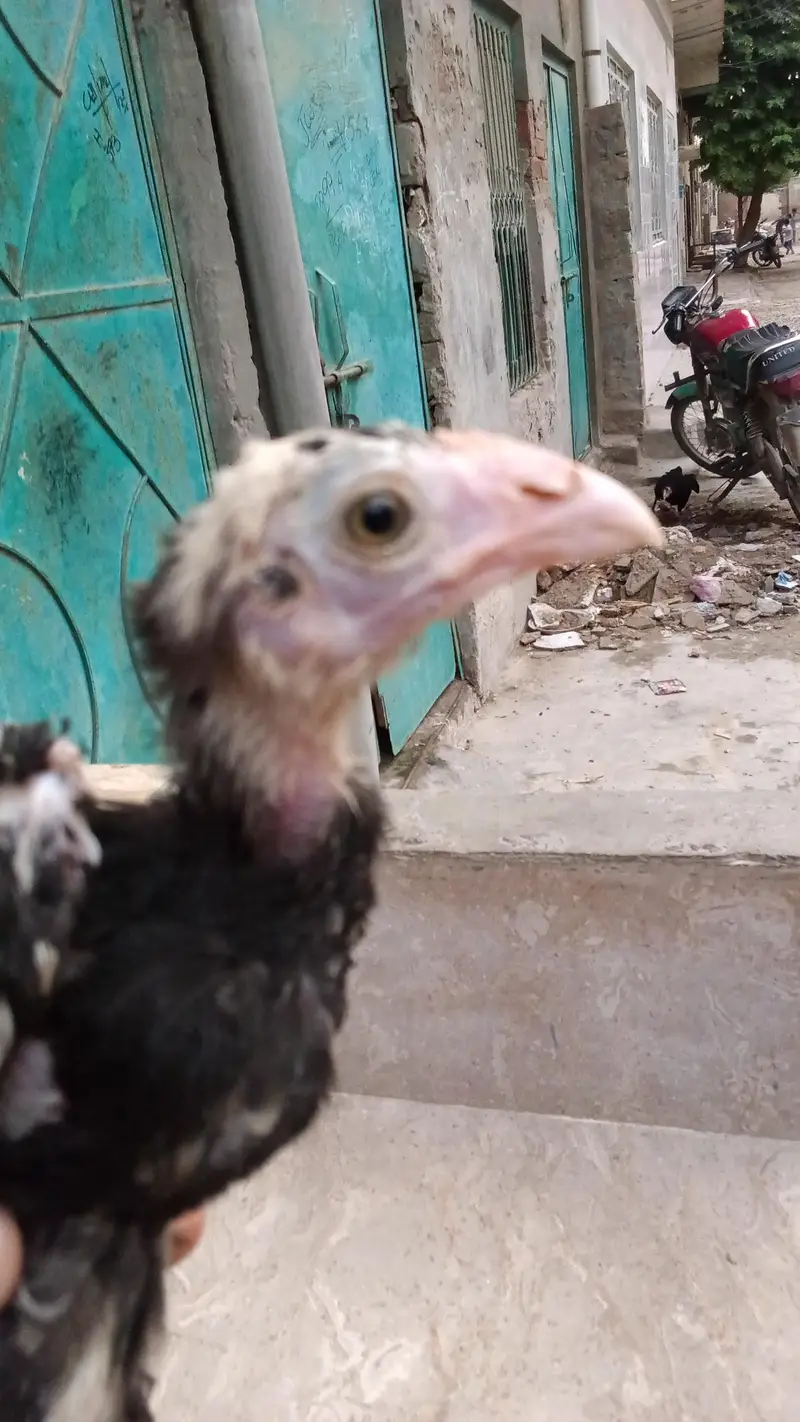 aseel chicks pair — photo 3