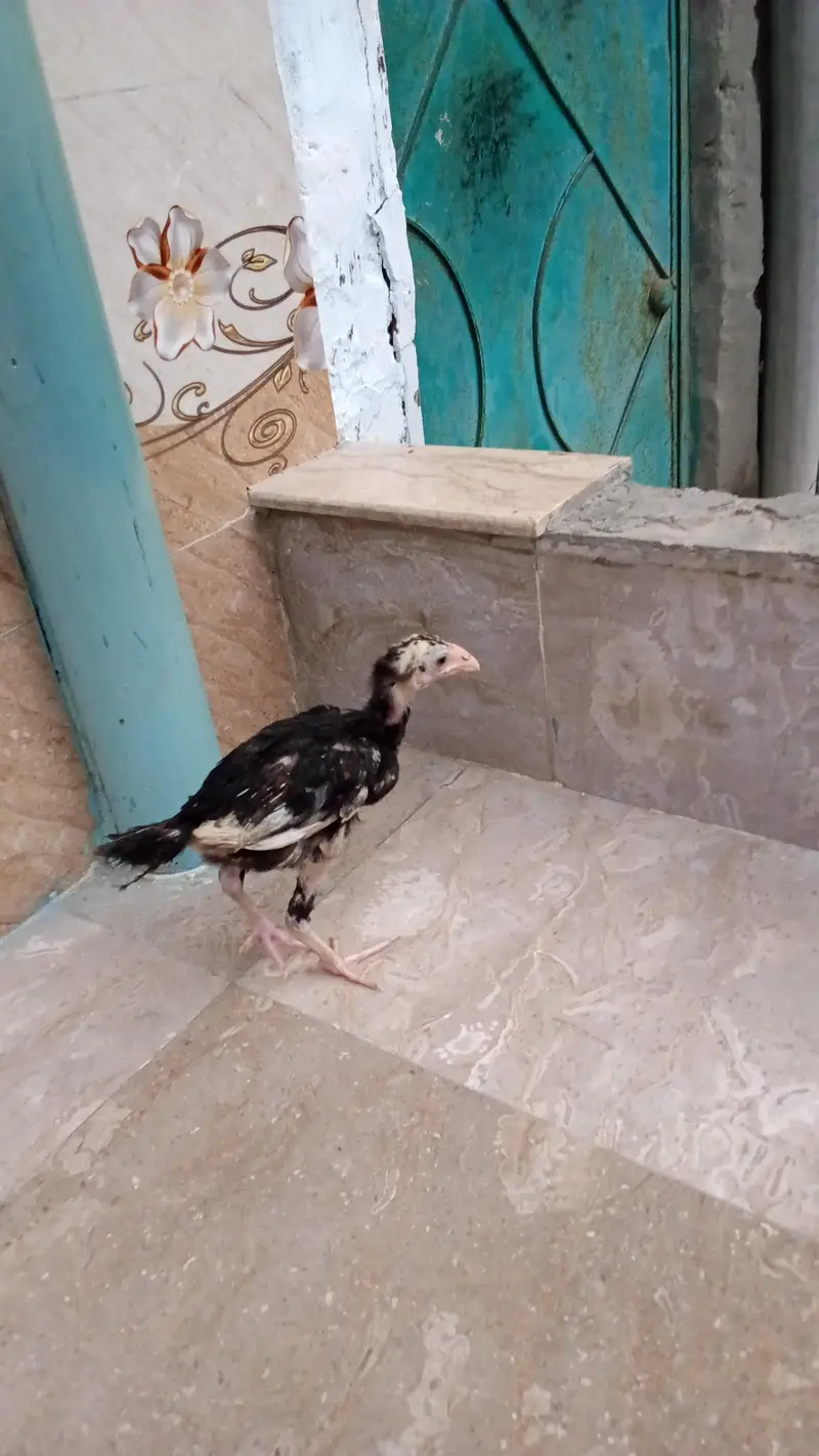 aseel chicks pair — photo 5