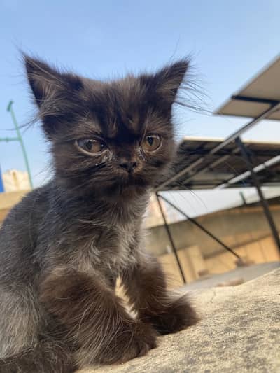 Kitten for sale