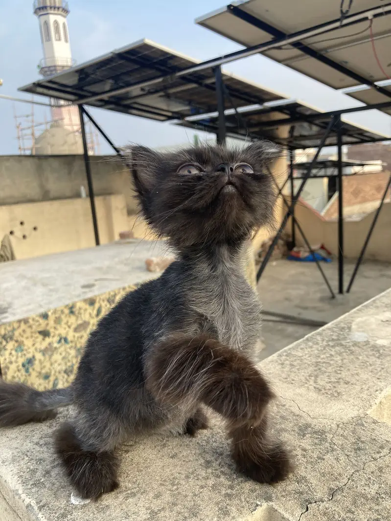Kitten for sale — photo 2