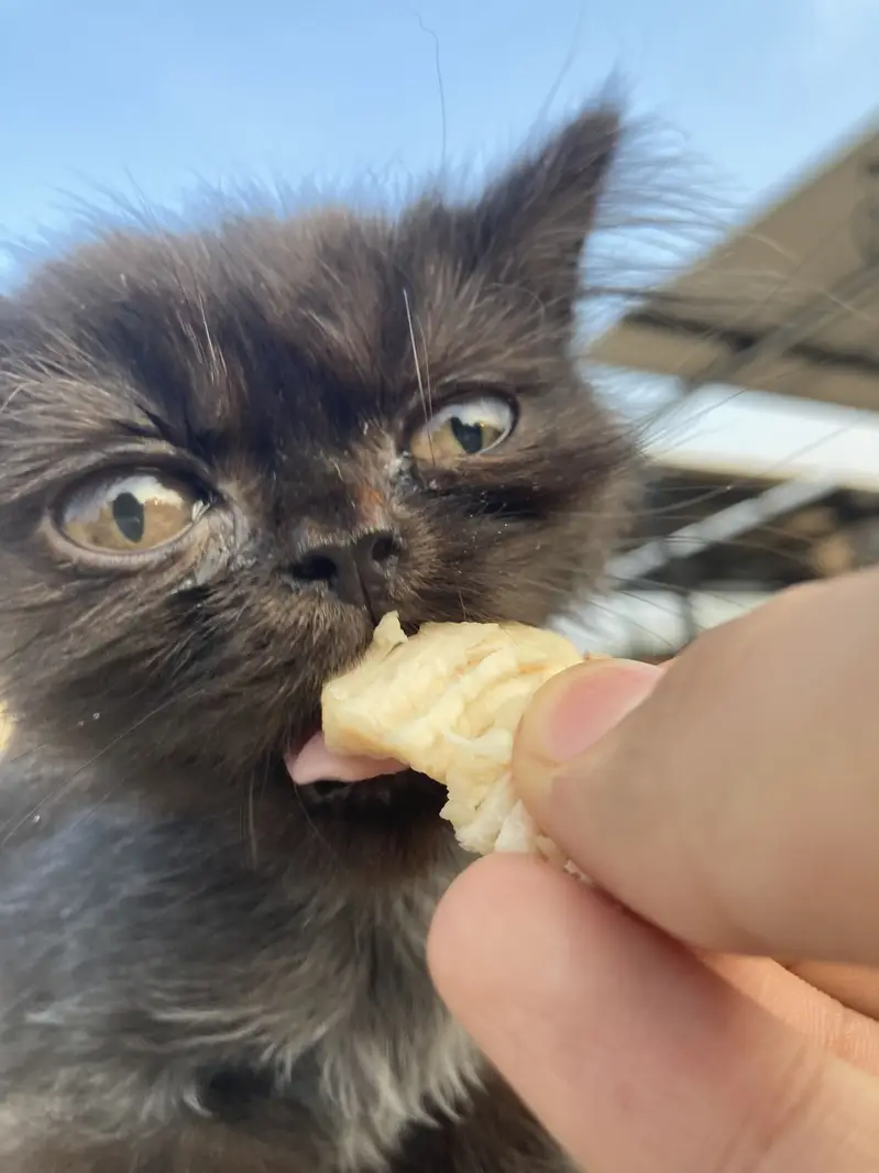 Kitten for sale — photo 3