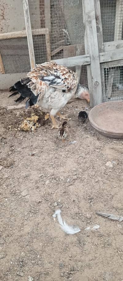 aseel hen with 2 chik