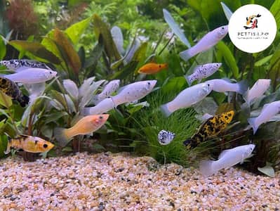 Breeder Molly and Platy fishes in many colours.