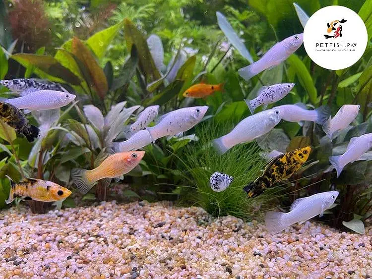 Breeder Molly and Platy fishes in many colours.