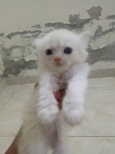 extreme Australian Punch Face Kittens