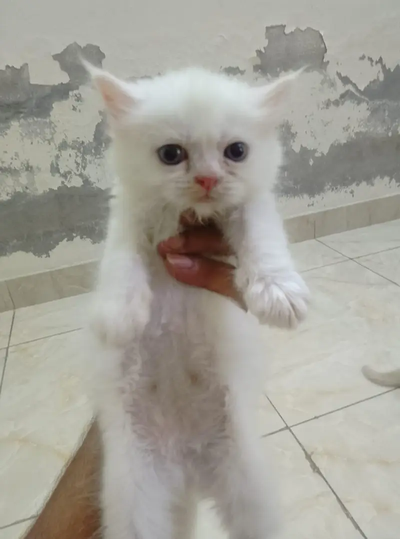extreme Australian Punch Face Kittens — photo 2