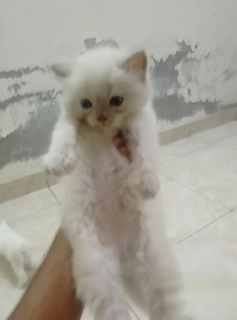 extreme Australian Punch Face Kittens — photo 3