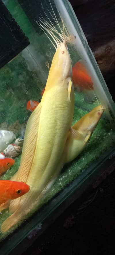 cat fish for sell