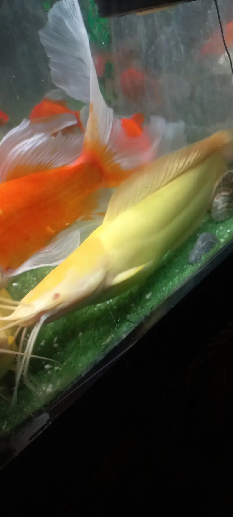 cat fish for sell — photo 2
