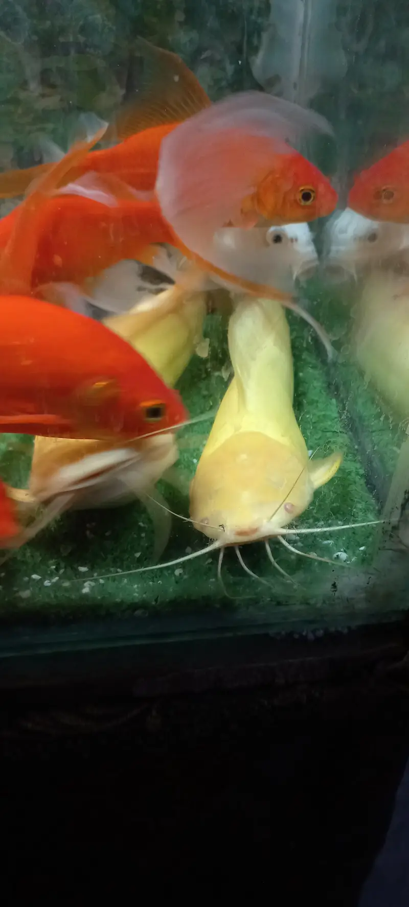 cat fish for sell — photo 3