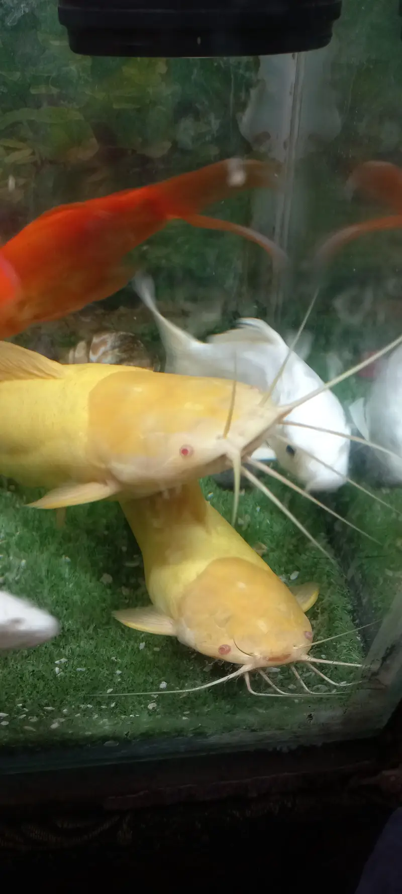 cat fish for sell — photo 4