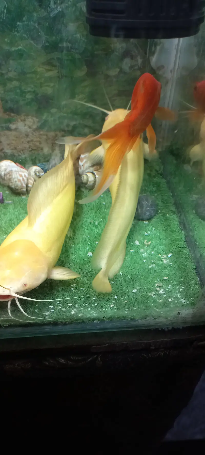 cat fish for sell — photo 5