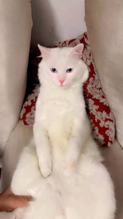 CAT FOR SALE