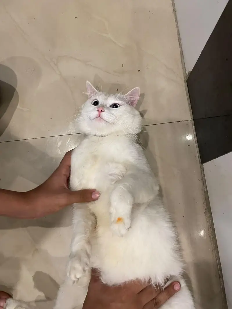 CAT FOR SALE — photo 2
