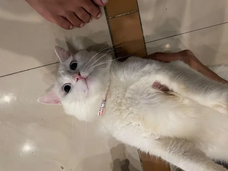 CAT FOR SALE — photo 3