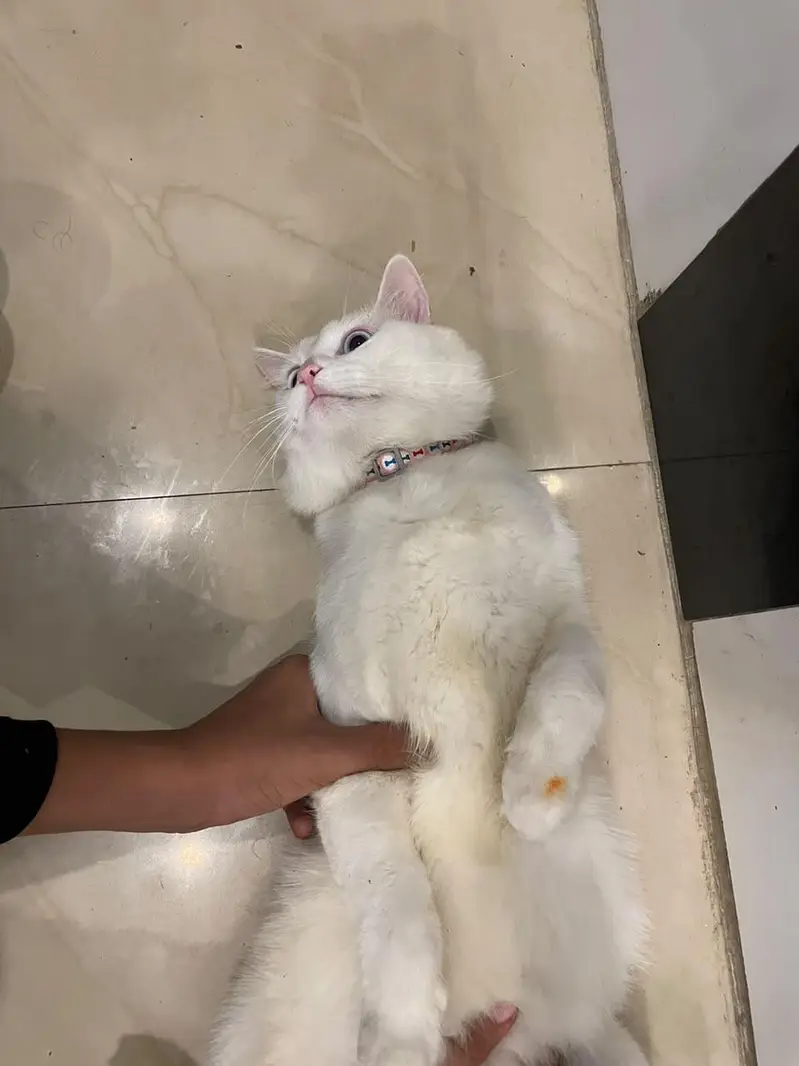 CAT FOR SALE — photo 4