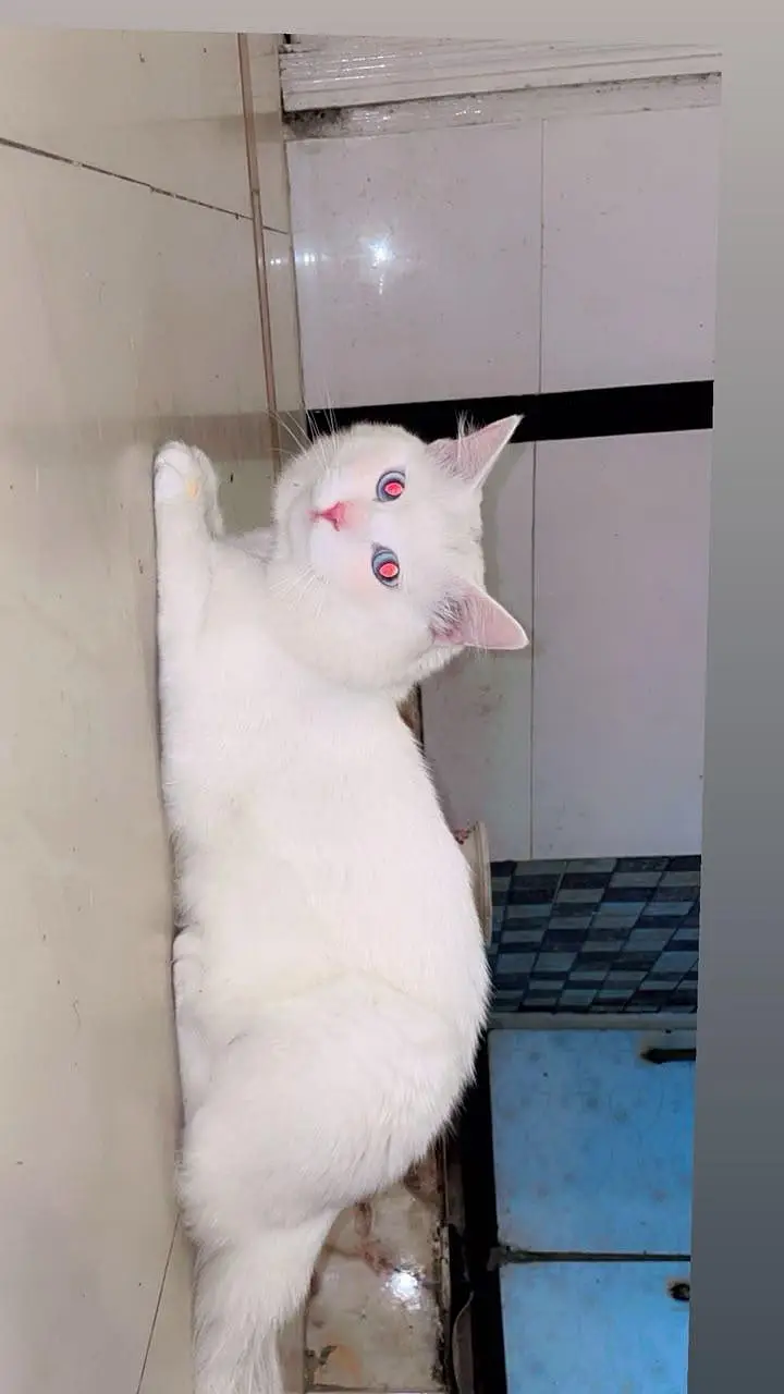 CAT FOR SALE — photo 5