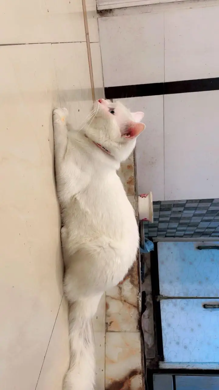 CAT FOR SALE — photo 6