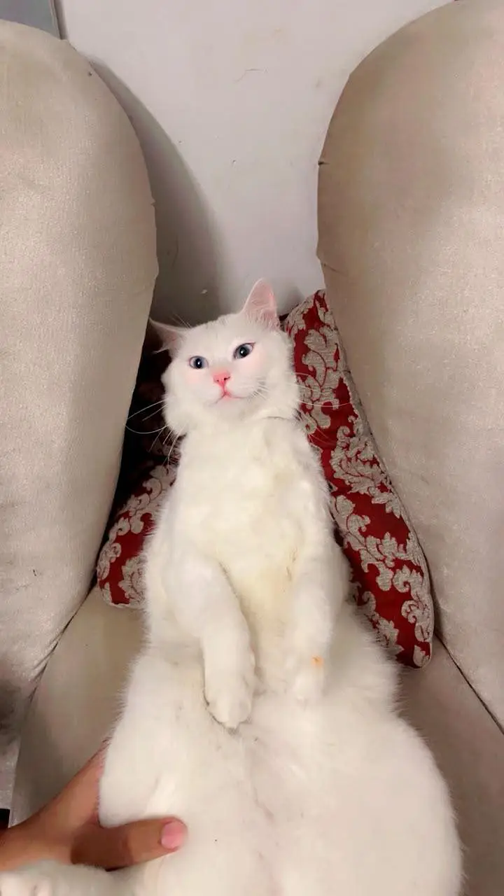CAT FOR SALE — photo 7