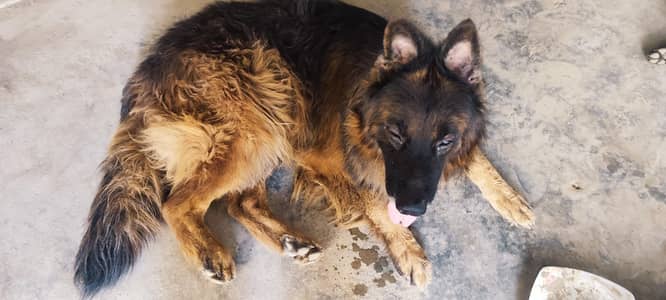 German shepherd pure 100%