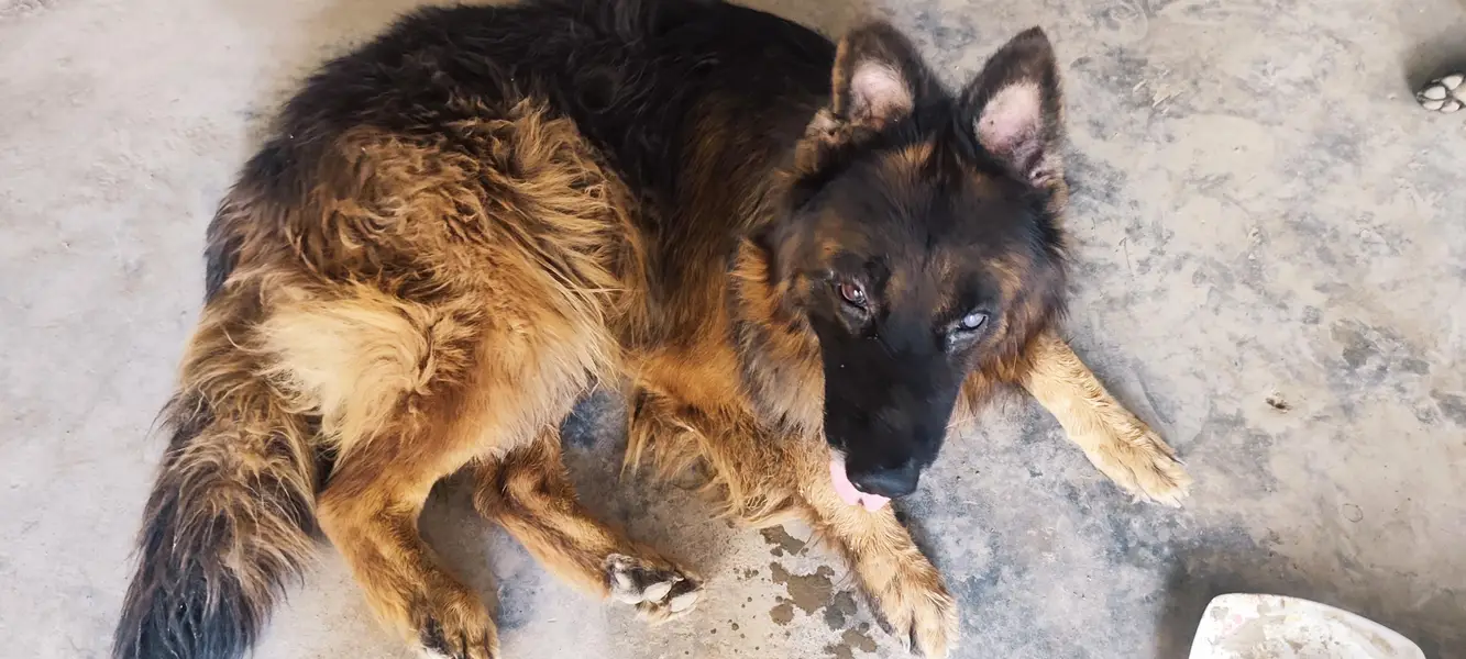 German shepherd pure 100% — photo 2