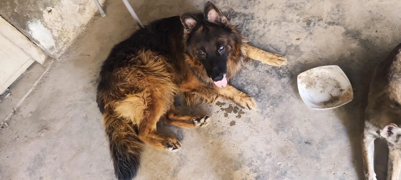 German shepherd pure 100% — photo 4