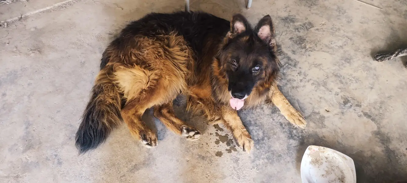 German shepherd pure 100% — photo 5