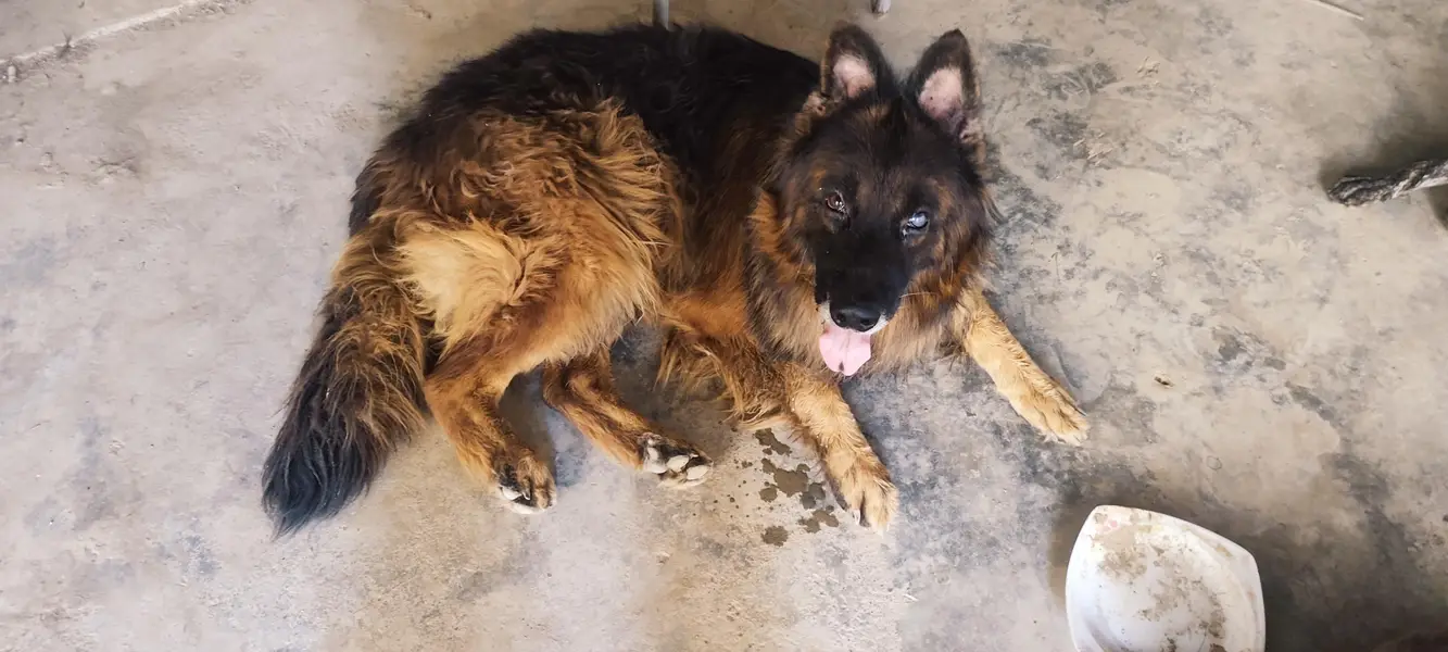 German shepherd pure 100% — photo 6