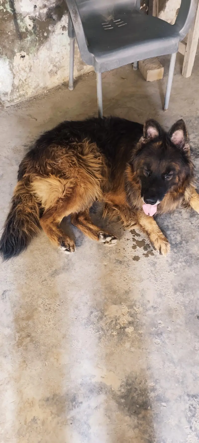 German shepherd pure 100% — photo 7