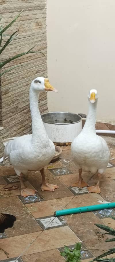 Healthy & Active Pair of Duck