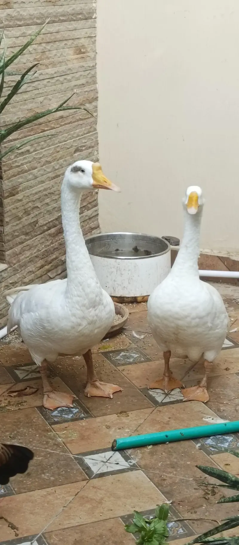 Healthy & Active Pair of Duck