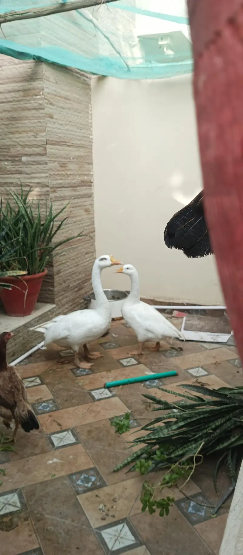 Healthy & Active Pair of Duck — photo 2