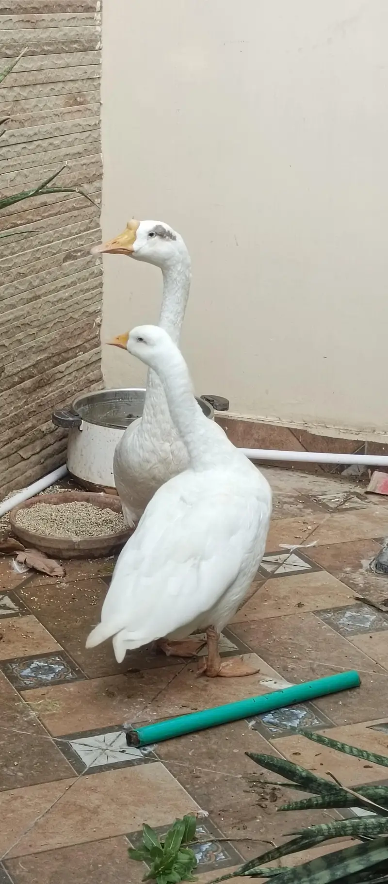Healthy & Active Pair of Duck — photo 3