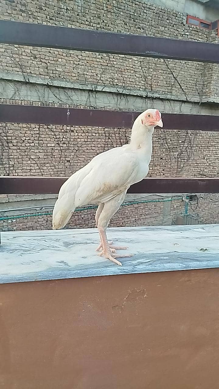 Heera pair 2