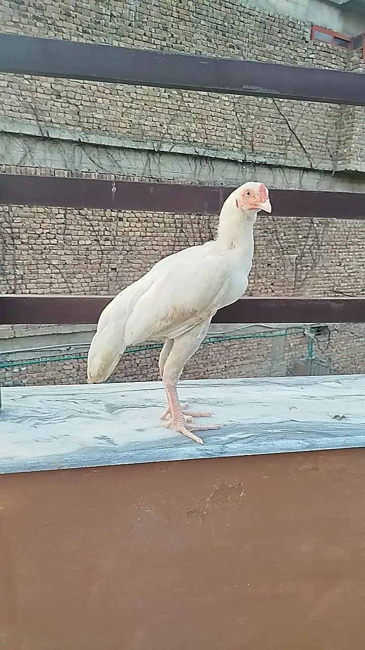 Heera pait — photo 3