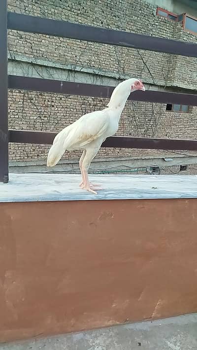 Heera pair